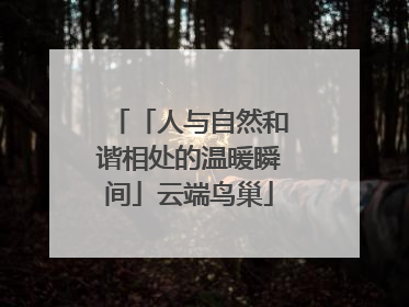 「人与自然和谐相处的温暖瞬间」云端鸟巢