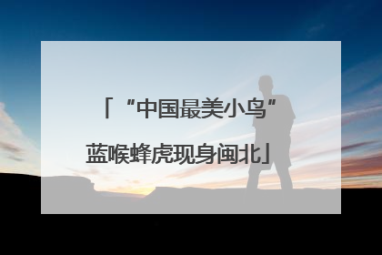 “中国最美小鸟”蓝喉蜂虎现身闽北