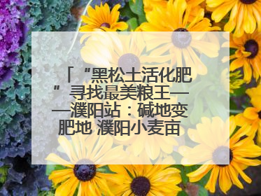 “黑松土活化肥”寻找最美粮王——濮阳站：碱地变肥地 濮阳小麦亩产1500多斤