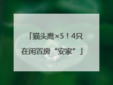 猫头鹰×5！4只在闲置房“安家”