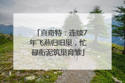 真奇特：连续7年飞燕归旧巢，忙碌衔泥筑巢育雏