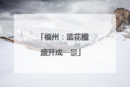 福州：蓝花楹盛开成一景