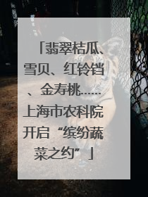 翡翠桔瓜、雪贝、红铃铛、金寿桃……上海市农科院开启“缤纷蔬菜之约”