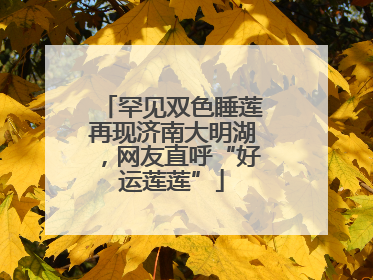 罕见双色睡莲再现济南大明湖，网友直呼“好运莲莲”