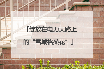 绽放在电力天路上的“雪域格桑花”
