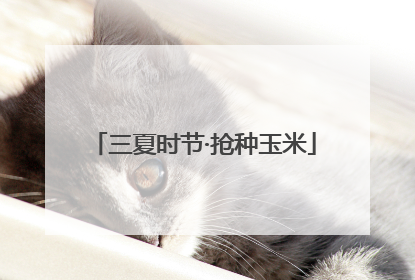 三夏时节·抢种玉米