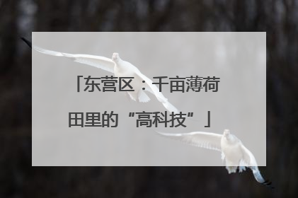 东营区：千亩薄荷田里的“高科技”