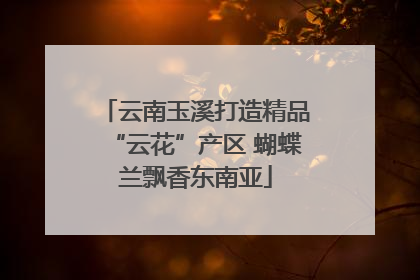 云南玉溪打造精品“云花”产区 蝴蝶兰飘香东南亚