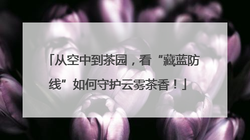 从空中到茶园，看“藏蓝防线”如何守护云雾茶香！