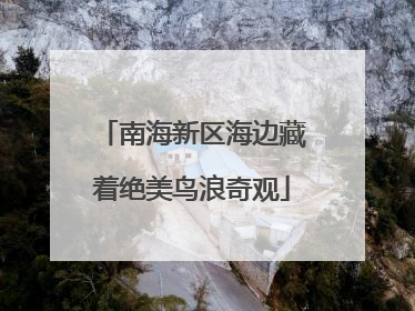 南海新区海边藏着绝美鸟浪奇观