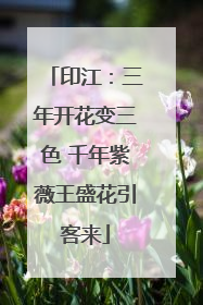 印江：三年开花变三色 千年紫薇王盛花引客来