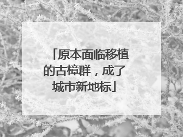 原本面临移植的古樟群，成了城市新地标