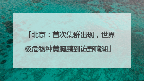 北京：首次集群出现，世界极危物种黄胸鹀到访野鸭湖
