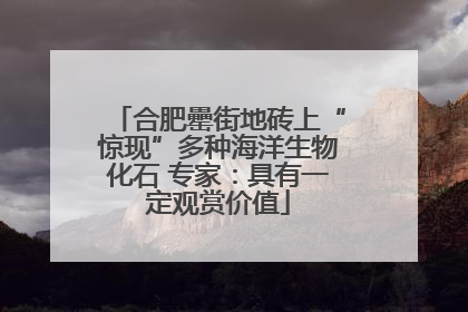 合肥罍街地砖上“惊现”多种海洋生物化石 专家：具有一定观赏价值