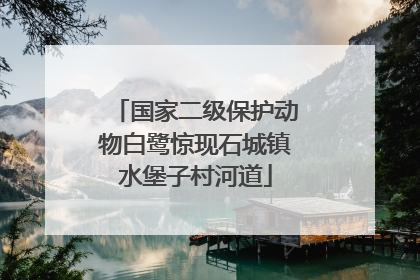 国家二级保护动物白鹭惊现石城镇水堡子村河道