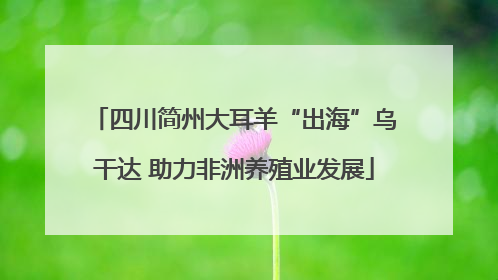 四川简州大耳羊“出海”乌干达 助力非洲养殖业发展