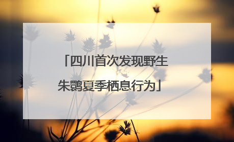 四川首次发现野生朱鹮夏季栖息行为