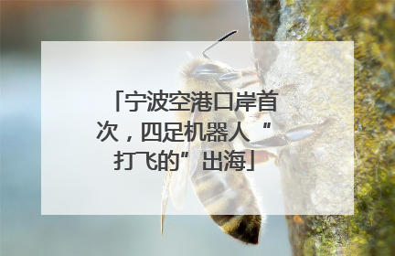 宁波空港口岸首次，四足机器人“打飞的”出海