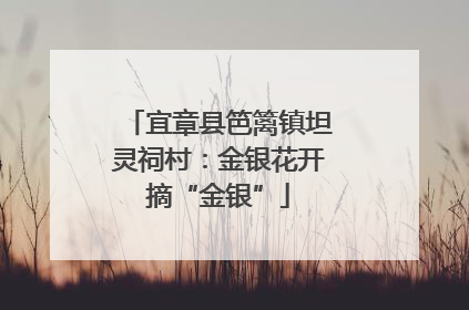 宜章县笆篱镇坦灵祠村：金银花开摘“金银”
