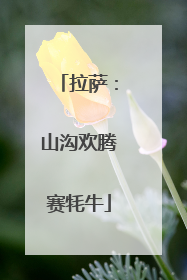 拉萨：山沟欢腾赛牦牛