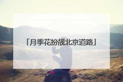 月季花扮靓北京道路