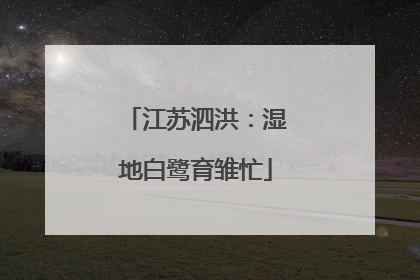 江苏泗洪：湿地白鹭育雏忙