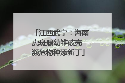 江西武宁：海南虎斑鳽幼雏破壳 濒危物种添新丁