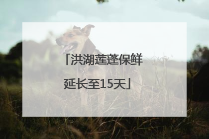 洪湖莲蓬保鲜延长至15天