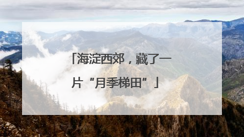 海淀西郊，藏了一片“月季梯田”