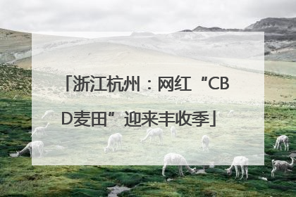 浙江杭州：网红“CBD麦田”迎来丰收季