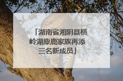 湖南省湘阴县横岭湖麋鹿家族再添三名新成员