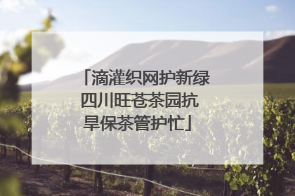 滴灌织网护新绿 四川旺苍茶园抗旱保茶管护忙