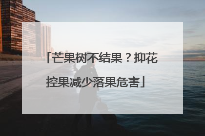 芒果树不结果？抑花控果减少落果危害