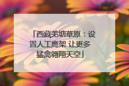 西藏羌塘草原：设置人工鹰架 让更多猛禽翱翔天空