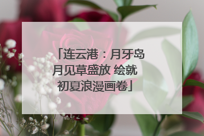 连云港：月牙岛月见草盛放 绘就初夏浪漫画卷