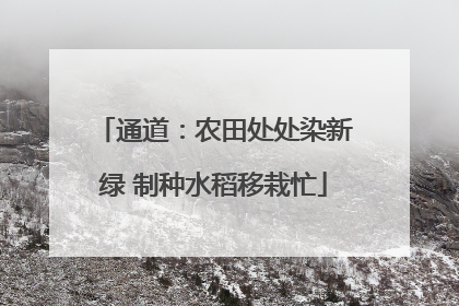 通道：农田处处染新绿 制种水稻移栽忙