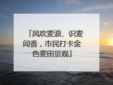 风吹麦浪、识麦闻香，市民打卡金色麦田景观