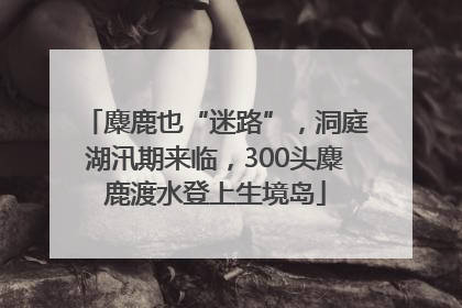 麋鹿也“迷路”，洞庭湖汛期来临，300头麋鹿渡水登上生境岛