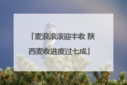 麦浪滚滚迎丰收 陕西麦收进度过七成