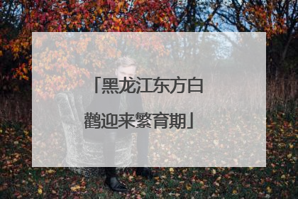 黑龙江东方白鹳迎来繁育期