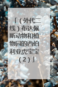 （外代二线）布达佩斯动物和植物园的西伯利亚虎宝宝（2）