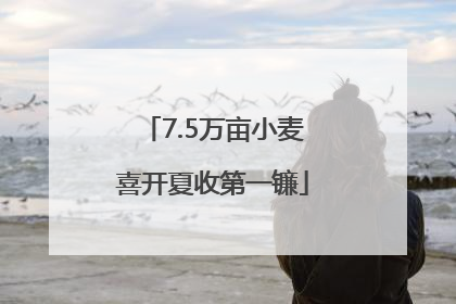 7.5万亩小麦喜开夏收第一镰